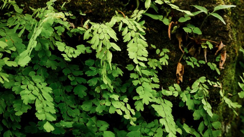 Blackheath Ivy