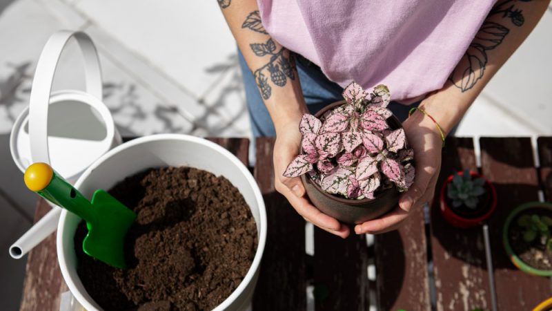 Compost Orchids