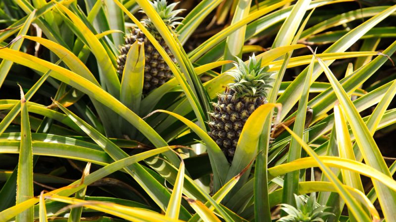 Farm Pineapple