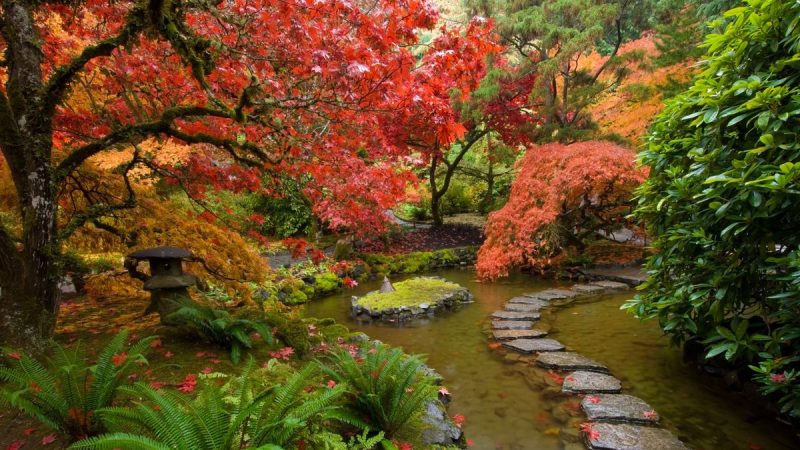 planting acers in containers