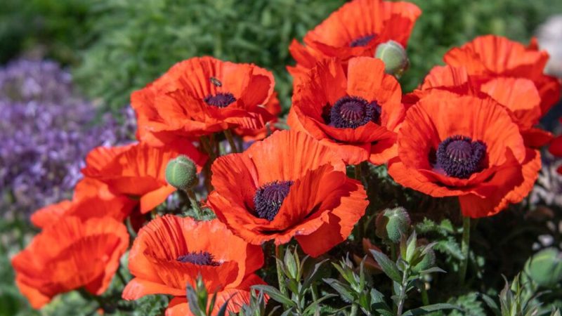 Ornamental Poppies