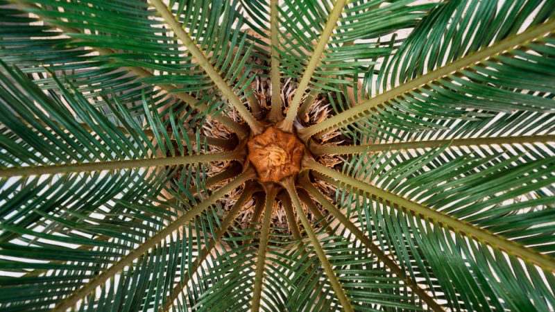 Travelling Palm Plant