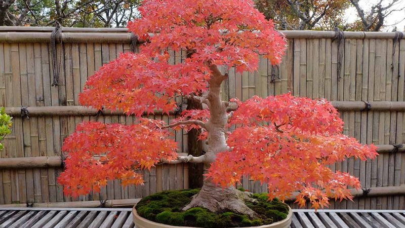 Acer in Pots