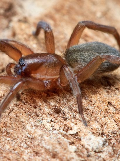 False Wolf Spider