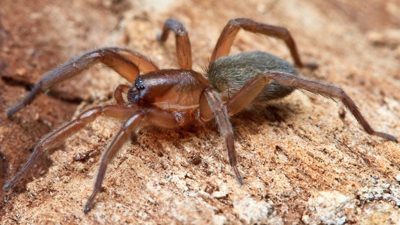 False Wolf Spider