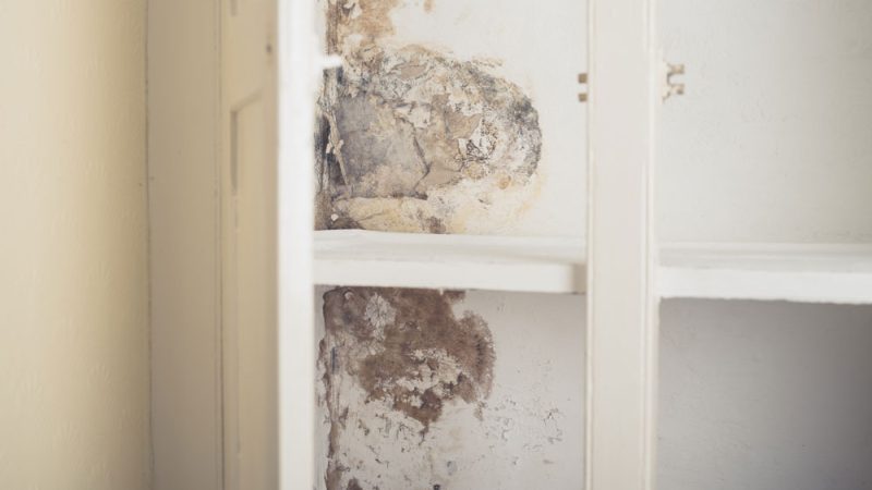 Mould in Wardrobe