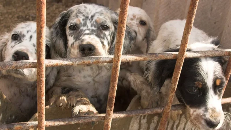 Devongem Puppy Farm