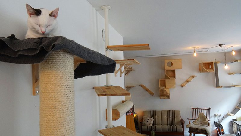 Amsterdam Cat Cafe