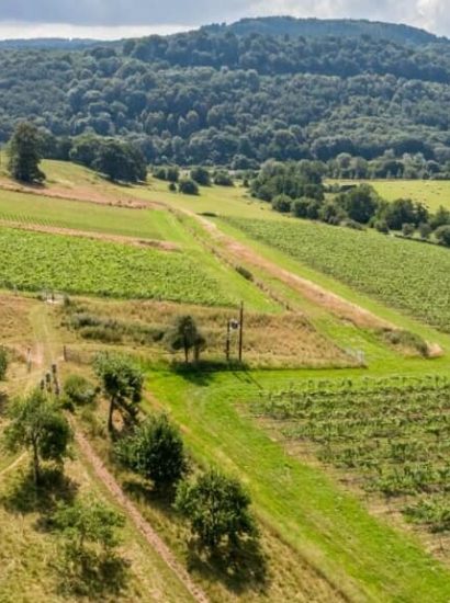 Vineyards for Sale in England