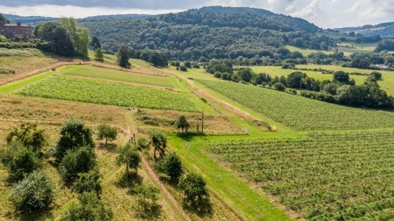 Vineyards for Sale in England