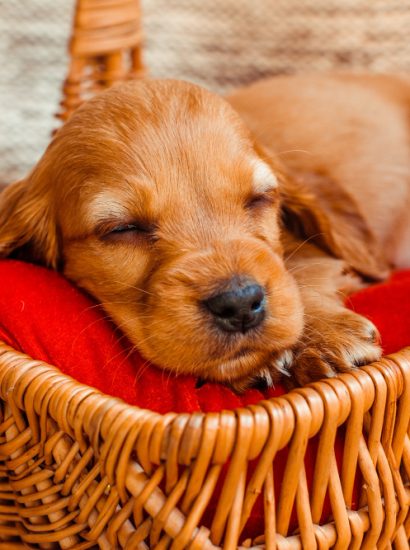 Puppy Travel Bed