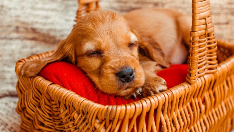 Puppy Travel Bed