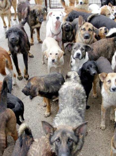 Absolute Dogs Puppy Farm