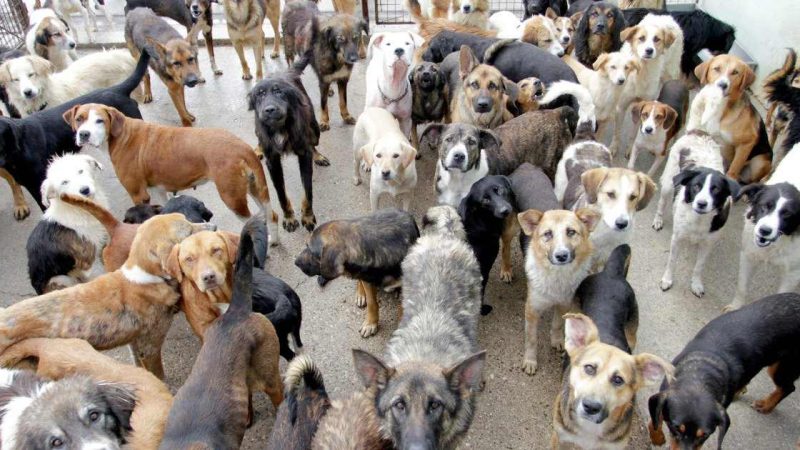 Absolute Dogs Puppy Farm