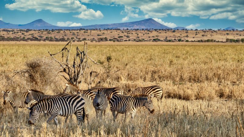 Madikwe