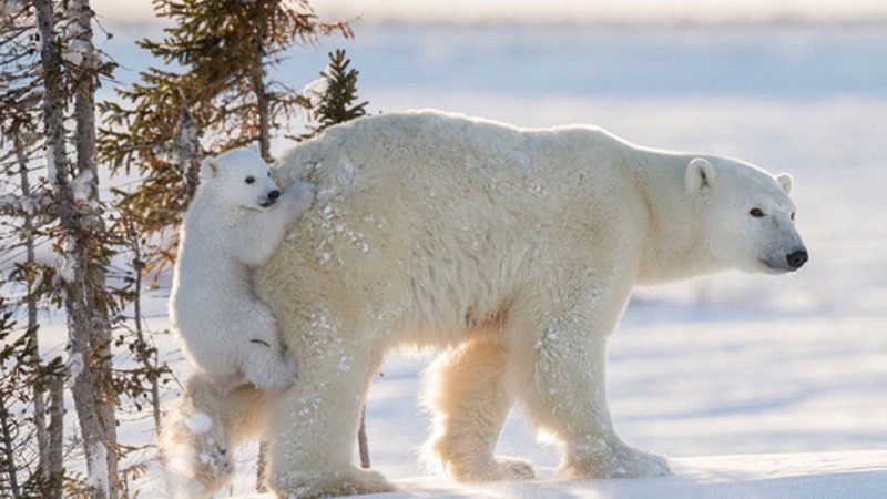 Antarctica Polar Bears