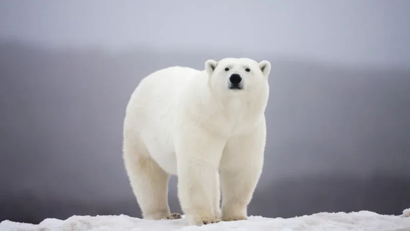 Antarctica Polar Bears