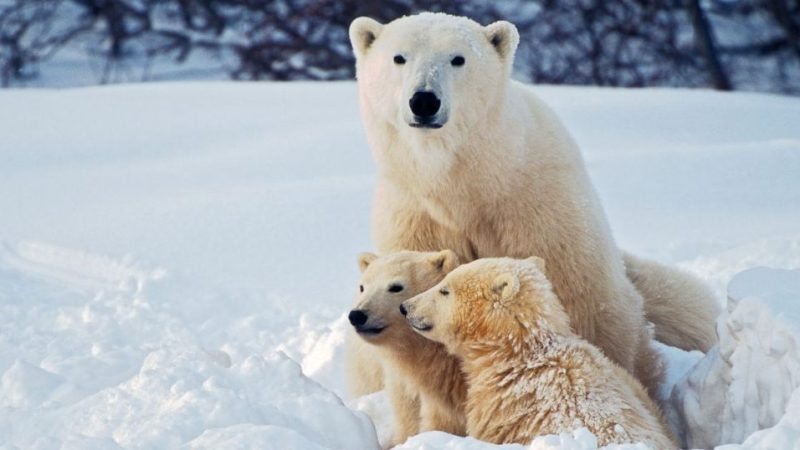 Arctic Animals That Get Along in One Photo