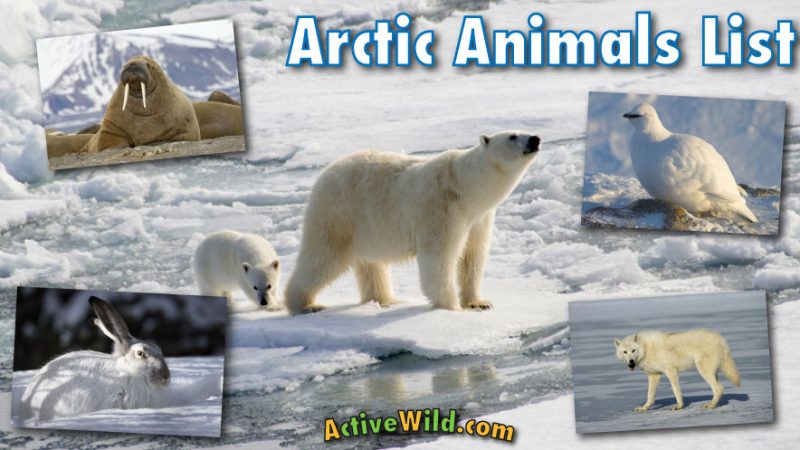 Arctic Region Animals