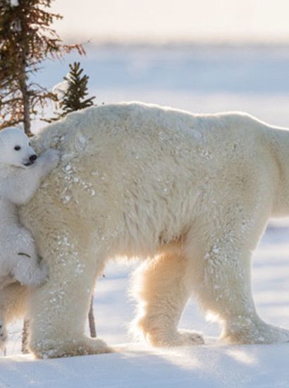 Are Polar Bears Found in Antarctica?