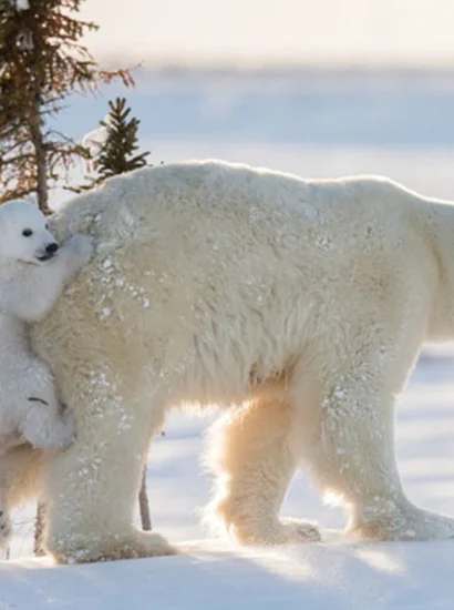 Polar Bears in Antarctica