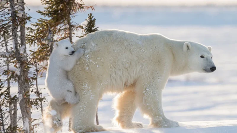 Polar Bears in Antarctica