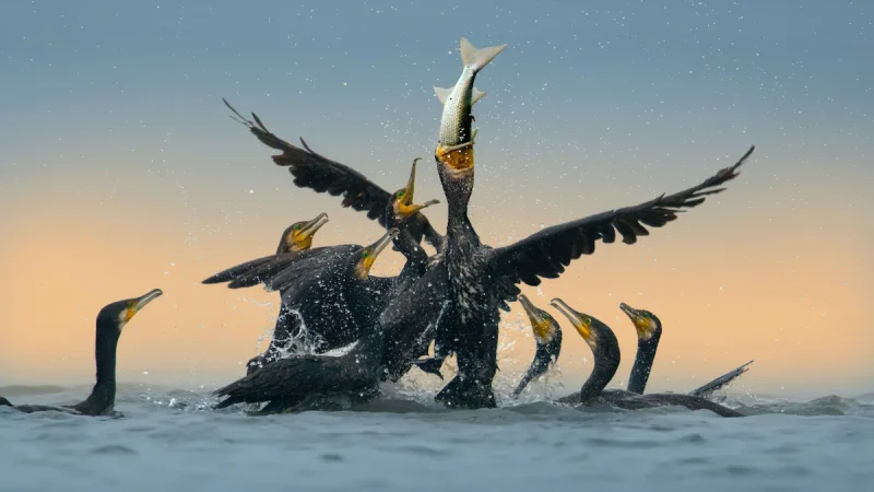 What Eats Cormorants?