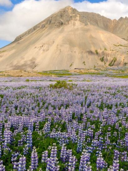 What Plants Live in the Tundra?