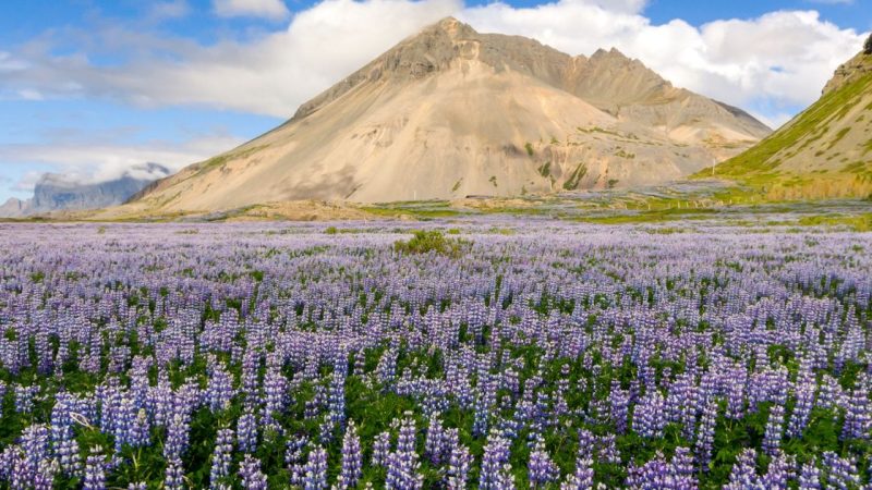 What Plants Live in the Tundra?