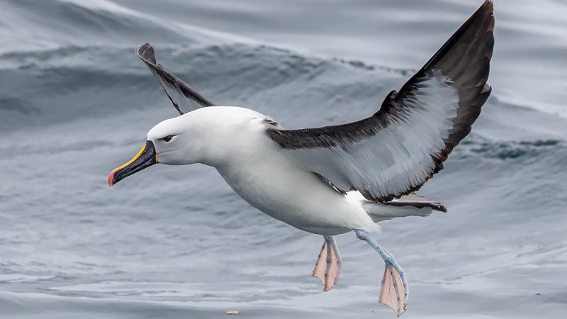 What is the Name of the Albatross in Dichos?