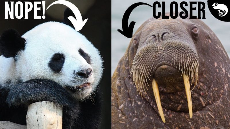 Animals That Have a Similar Face to a Walrus