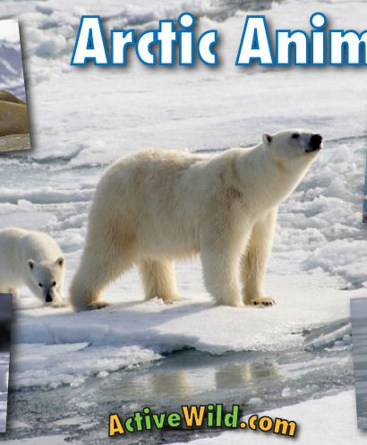 Animals in the Arctic