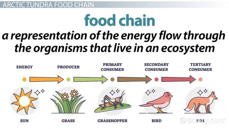 Arctic Wild Flower Tundra Food Web