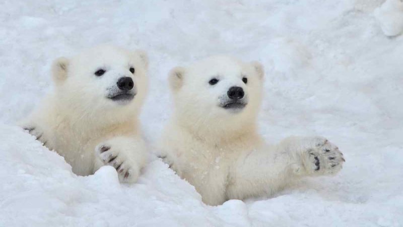 Are There Polar Bears in Iceland