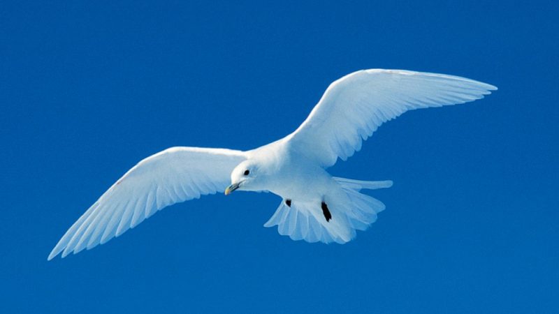 Birds in Arctic Region