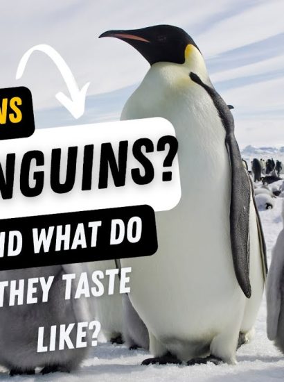 Can You Eat Penguin