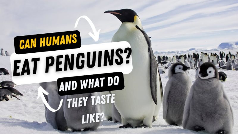 Can You Eat Penguin