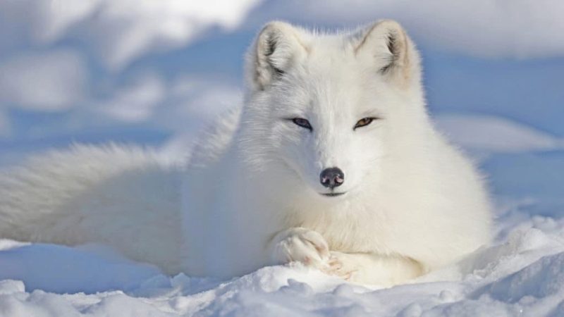 Do Arctic Foxes Eat Wolves