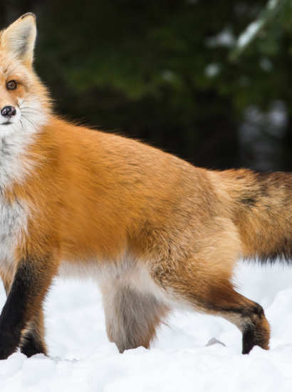 Do Foxes Hibernate