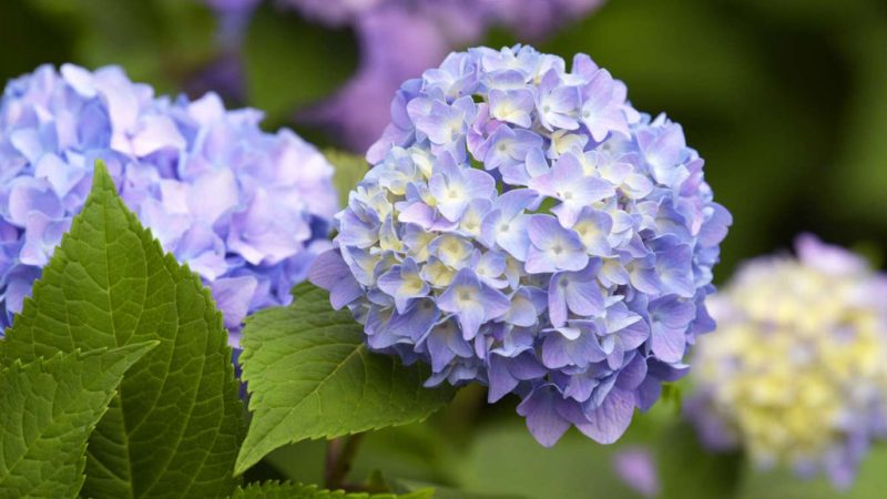 Fluffy Flowers