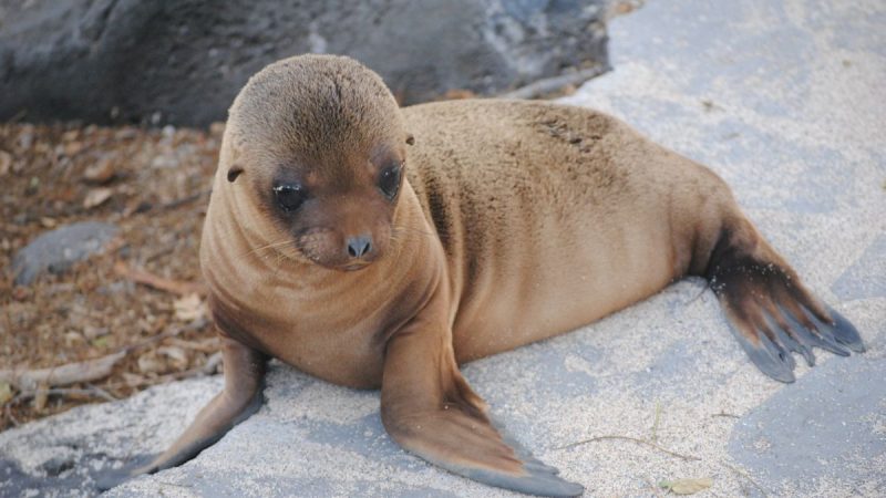 Galapagos Sea Lion