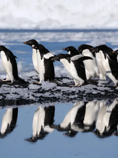 Group of Penguins Is Called What