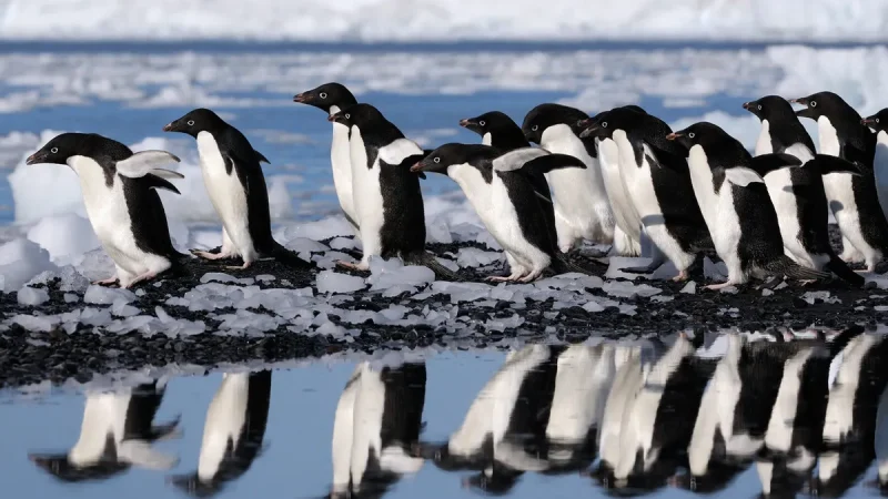 Group of Penguins Is Called What