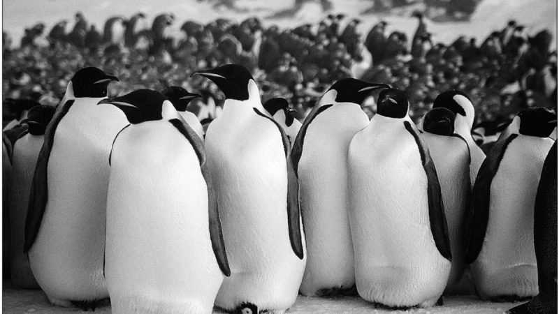 How Long Can Penguins Hold Their Breath