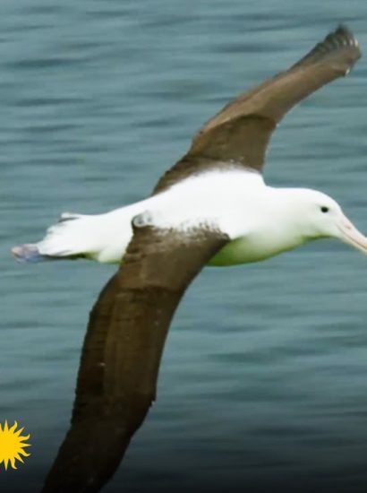 How Long Can an Albatross Fly