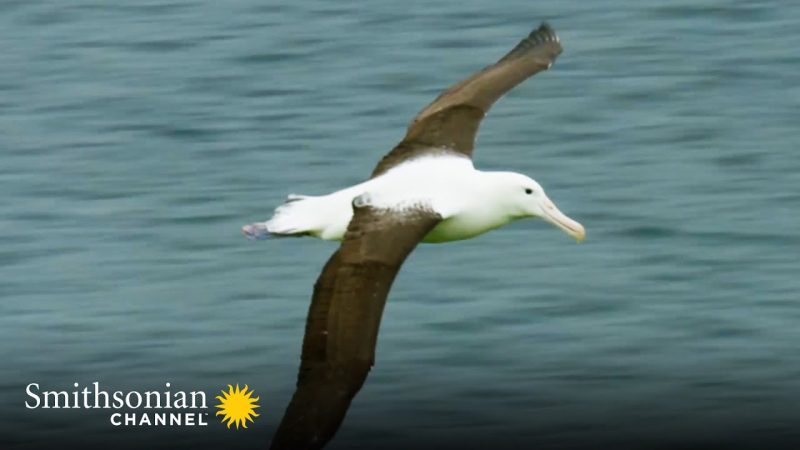 How Long Can an Albatross Fly