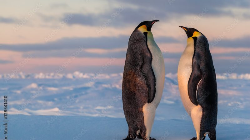 Looking at Penguins