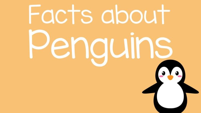 Penguin Fun Facts