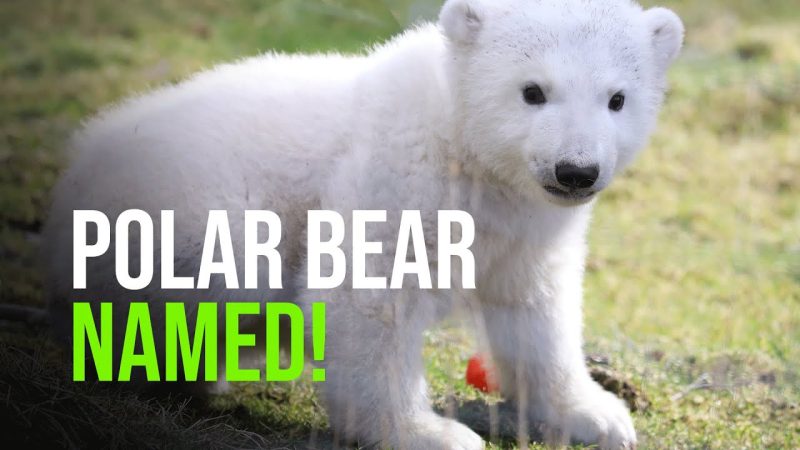 Polar Bear Nicknames