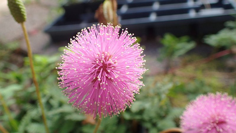 Puffy Flowers